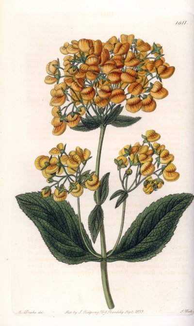 Viskoz kalkeolar (veya küçük terlik) - S.Watts tarafından oyulmuş tahta, Sarah Anne Drake (1803-1857), Sydenham Edwards Botanik Kaydı