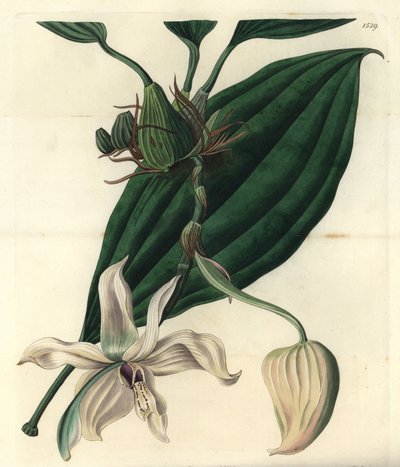 Beyaz orkide çeşidi - Stanhopea grandiflora orkide (Fildişi dudaklı stanhopea, Stanhopea eburnea). Sydenham Edwards
