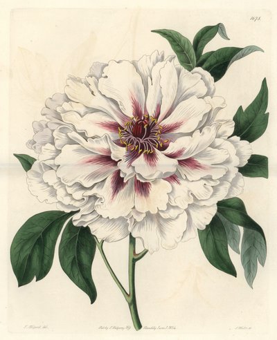 Beyaz çalı şakayık - Botanik Kayıttan Thomas Allport (1804-1879) tarafından bir resimden S. Watts tarafından güçlü su by Sydenham Teast Edwards