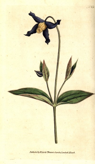Bütün yapraklı akasma - bütün yapraklı akasma veya bakireler çardağı, Clematis integrifolia. William Curtis