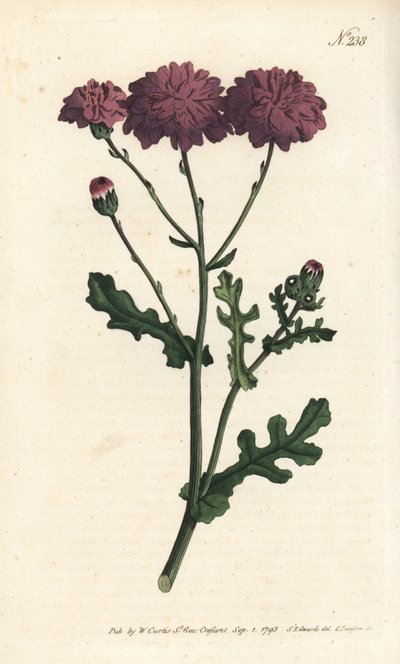 Yabani cineraire - Mor yerfıstığı veya ragwort, Senecio elegans. Sydenham Edwards rom William Curtis