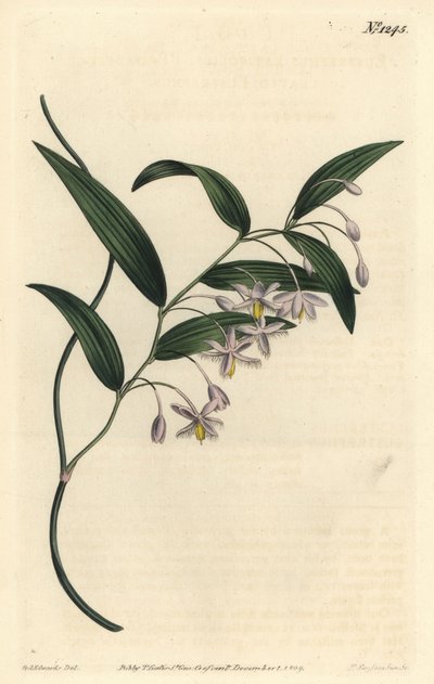 Wombat berry veya en geniş yapraklı eustrephus, Eustrephus latifolius. William Curtis