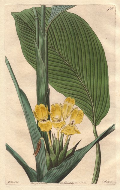 Brezilya