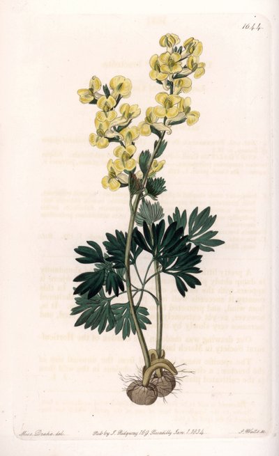 Sarı çiçekli corydale variete - S.Watts tarafından oyulmuş, Sarah Anne Drake (1803-1857), Sydenham Edwards Botanik Kaydı