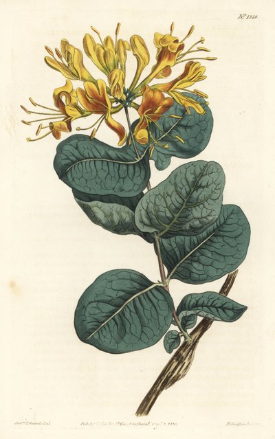 Sarı çiçekli odunsu, Lonicera flava. William Curtis