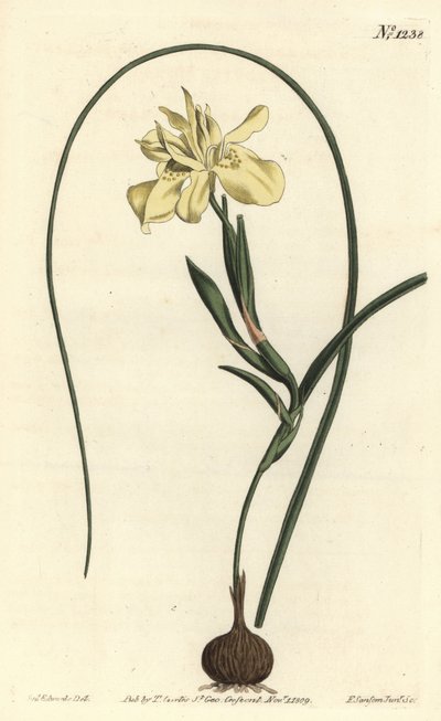 Sarı eskulent köklü moraea, Moraea fugax (Moraea edulis). William Curtis