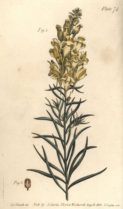 Sarı kurbağa keteni veya aslanağzı, Antirrhinum majus, Angiospermia. William Curtis