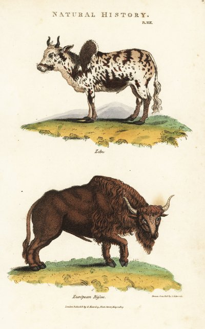 Zebu ve bizon - Zebu kambur sığır, Bos indicus ve Avrupa bizonu, Bison bonasus. John Mason Good