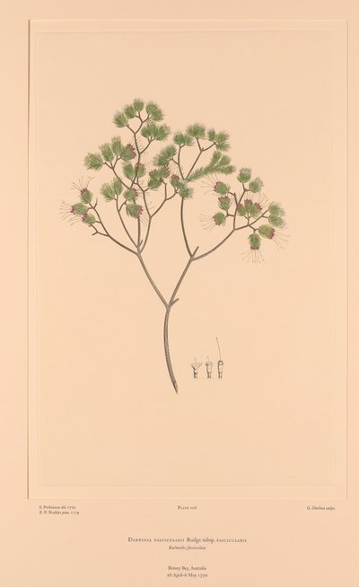  by Sydney (after) Parkinson