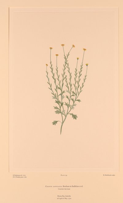  by Sydney (after) Parkinson