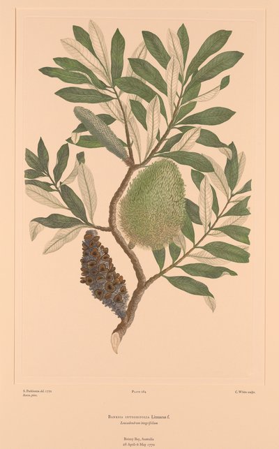  by Sydney (after) Parkinson