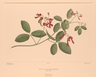  by Sydney (after) Parkinson