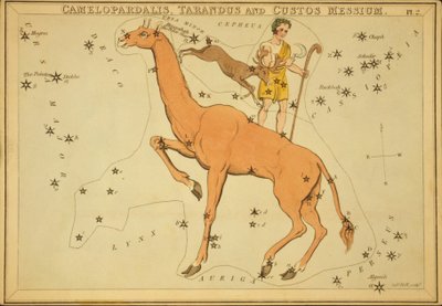Camelopardalis, Tarandus ve Custos Messium, 