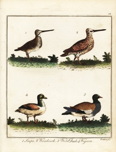Av kuşları: su çulluğu, çulluk, yaban ördeği ve wigeon. 1792 (gravür) by T. Prattent