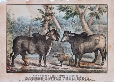 Hindistan