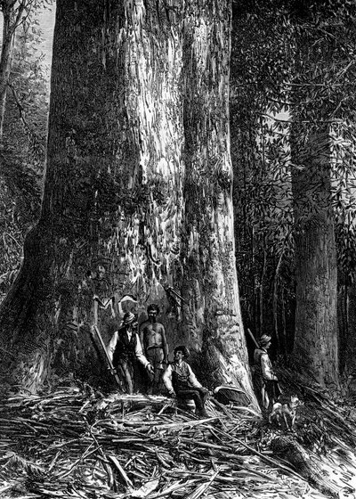 Dev okaliptüs, Avustralya, 1886 by Taylor