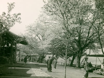 Otsu kasabasında kiraz çiçekleri, Honshu adası, 1900 - 1915 civarı (fotoğraf) by Teijiro Takagi