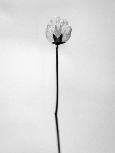 Çiçeklerin Arasında 26, 2021 (s/b fotoğraf) by Teis Albers