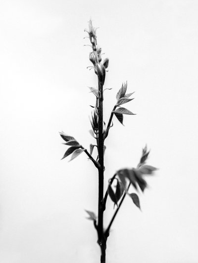 Çiçeklerin Arasında 32, 2021 (s/b fotoğraf) by Teis Albers