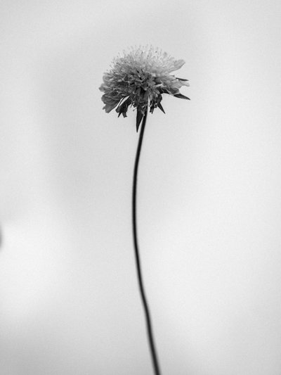 Çiçeklerin Arasında 44, 2021 (s/b fotoğraf) by Teis Albers