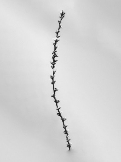 Çiçekler Arasında 54, 2021 (s/b fotoğraf) by Teis Albers