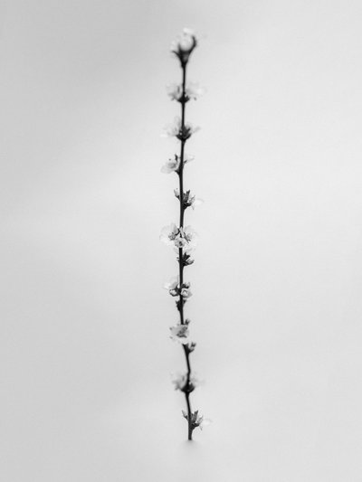 Çiçeklerin Arasında 61, 2021 (s/b fotoğraf) by Teis Albers