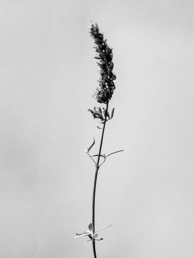 Çiçeklerin Arasında 74, 2021 (s/b fotoğraf) by Teis Albers