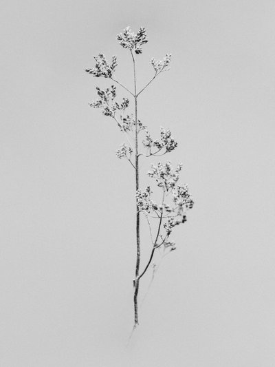 Çiçeklerin Arasında 76, 2021 (s/b fotoğraf) by Teis Albers