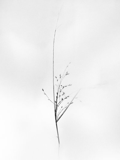 Çiçeklerin Arasında 79, 2021 (s/b fotoğraf) by Teis Albers