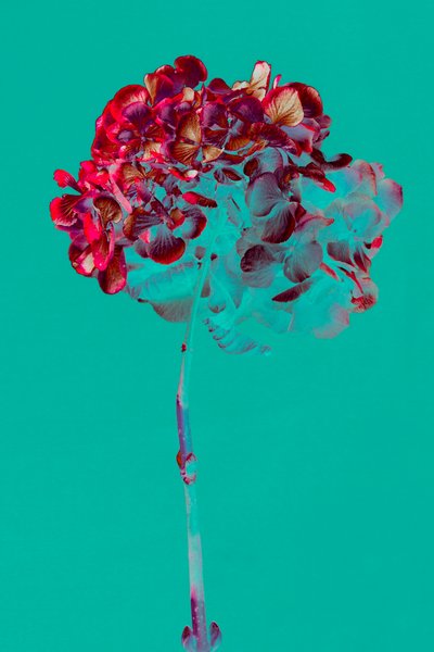 Ortanca, 2018 (fotoğraf) by Teis Albers