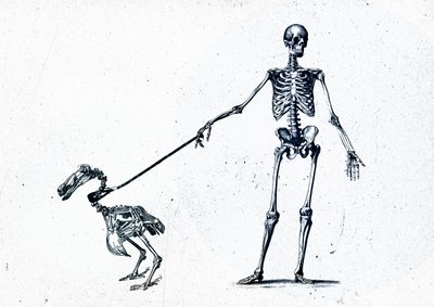 Dodo