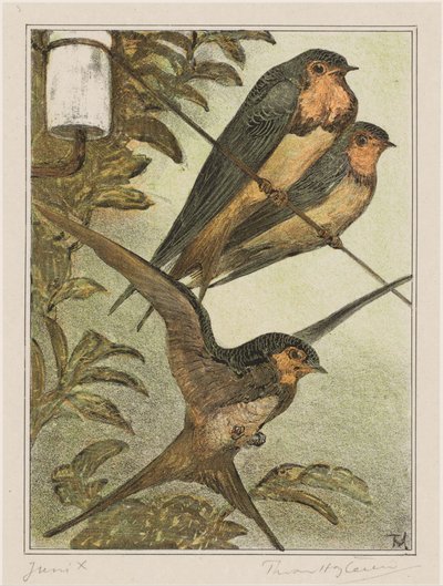 üç kırlangıç by Theo van Hoytema (signed by artist)