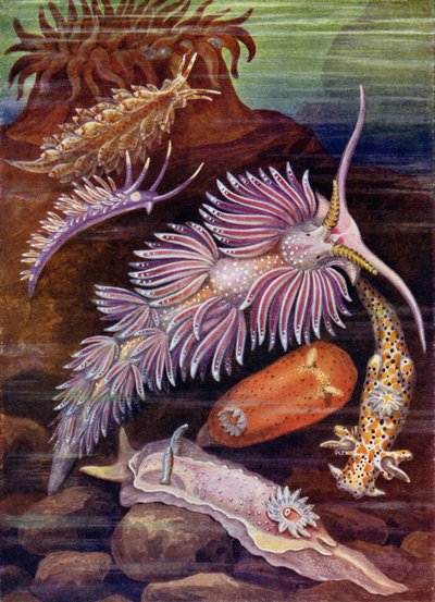 deniz salyangozları by Theobald Carreras