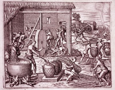 Amerika Tarihi: İspanyol fatihler için çalışan Hintli köleler tarafından şeker kamışı hasadı ve şeker üretimi (Gravür by Theodore de Bry