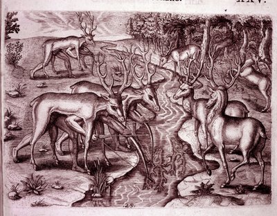 Diğer geyikleri avlamak için geyik derileri kullanan Kızılderililer (Gravür by Theodore de Bry