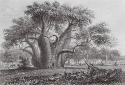  by Thomas (after) Baines
