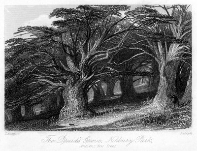 Druids Korusu, Norbury Parkı, Surrey, 19. yüzyıl. by Thomas Allom