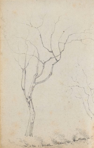 Altlarında alçak çalılar bulunan küçük ağaçların incelenmesi (verso) by Thomas Baxter