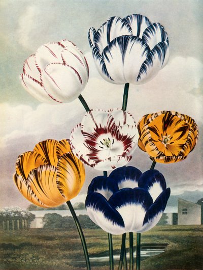 Laleler, c1802-1821, 1948. by Thomas Baxter