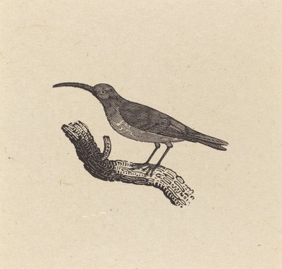 Bir kuş by Thomas Bewick