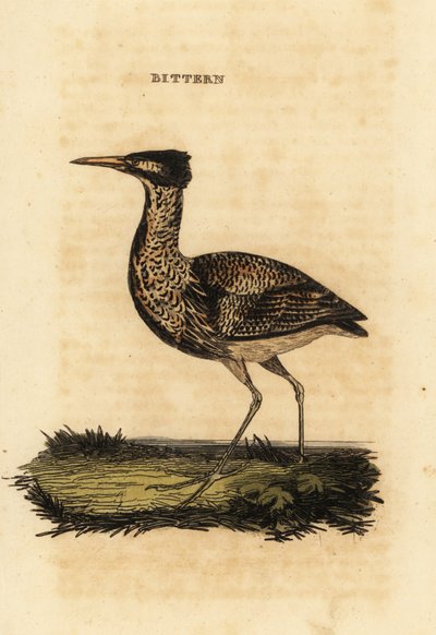 Avrasya balabanı veya büyük balkabağı, Botaurus stellaris by Thomas Bewick