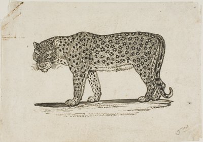 Leopar by Thomas Bewick