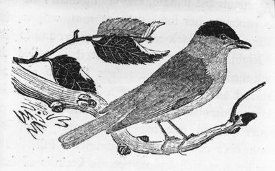 The Black-Cap, Thomas Bewick
