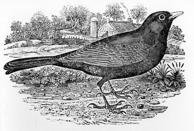 Karatavuk, Thomas Bewick