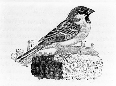 Ev Serçesi, Thomas Bewick