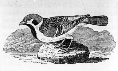 Dağ Serçesi, Thomas Bewick