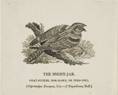 Gece Kavanozu by Thomas Bewick