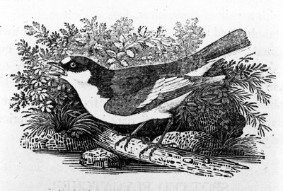 Alaca Sinekkapan, Thomas Bewick