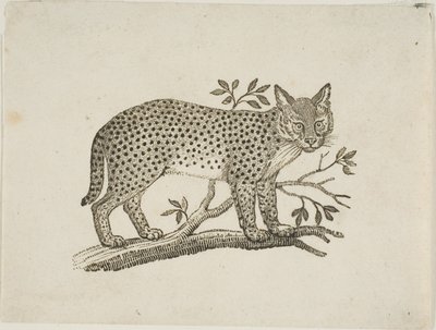 Serval by Thomas Bewick