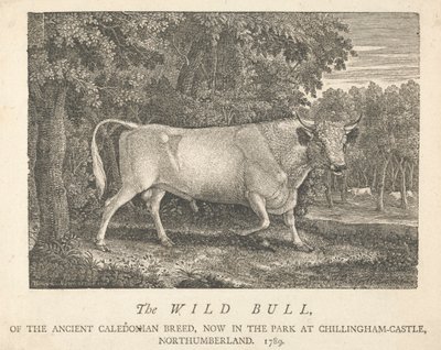 Eski Kaledonya Cinsinden Yabani Boğa, Northumberland, Chillingham-Castle'da Şimdi Parkta. by Thomas Bewick